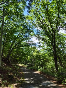 家の前の道路は格好の散歩道。お天気の良い日は、この道は天国に続くのではないかと思えてくる